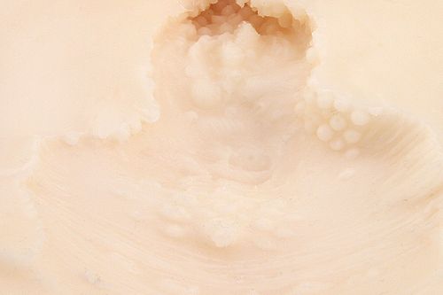 KMP - 軟泡泡處女的陰道 照片